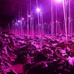 Lampadina led grow uv E27 54 diodi smd 2835 4w per crescita piante idroponica